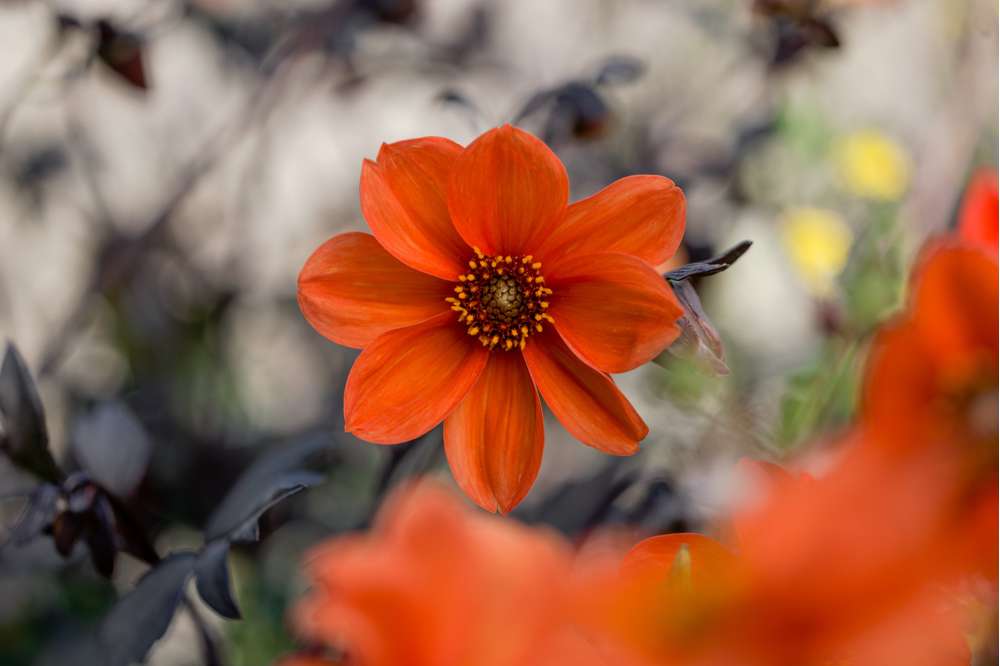 Dahlia 'Bishop of Oxford'